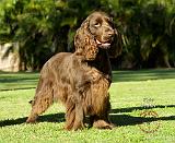 Field Spaniel 9P018D-046